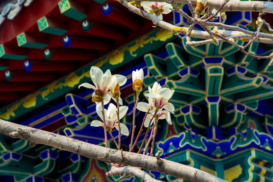 沈阳东塔寺玉兰花开