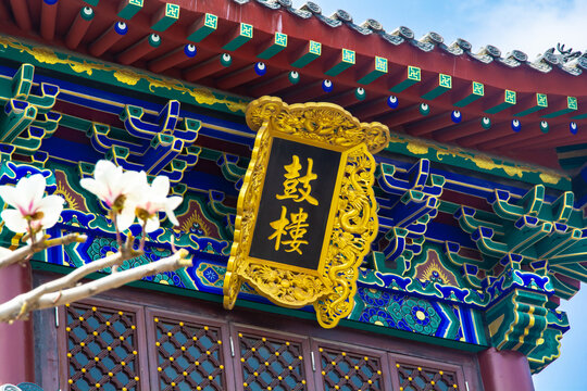 沈阳东塔寺玉兰花开