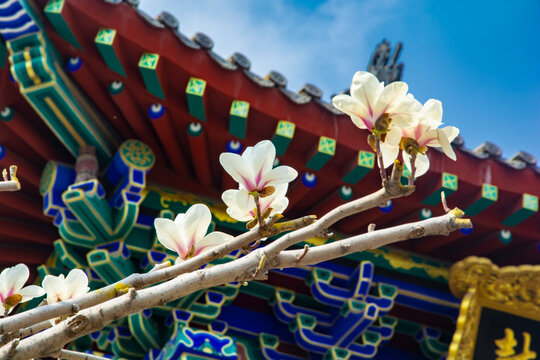沈阳东塔寺玉兰花开