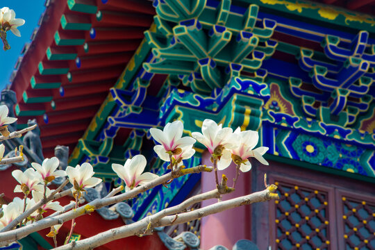 沈阳东塔寺玉兰花开