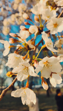 樱花