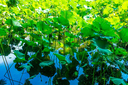 荷塘