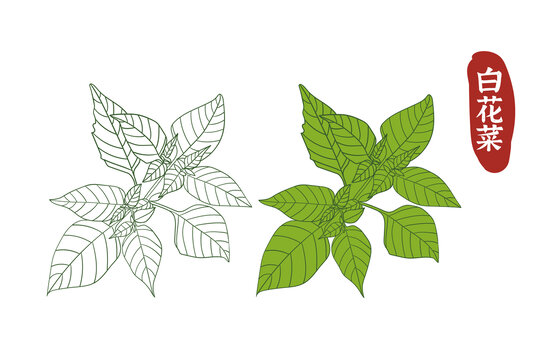 白花菜