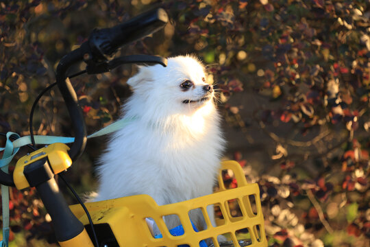 可爱博美犬