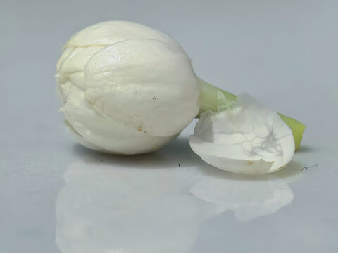 茉莉花