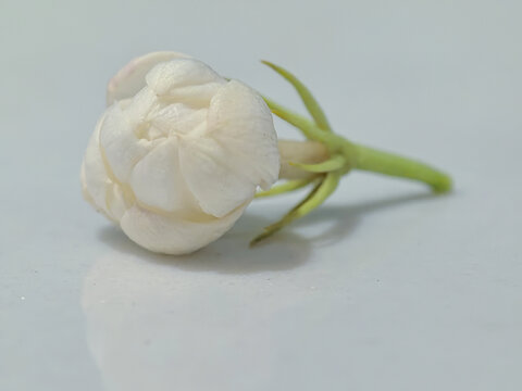 茉莉花