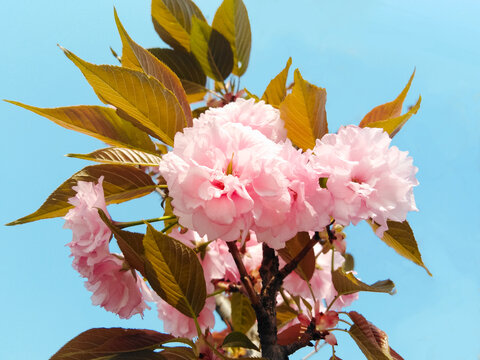 樱花