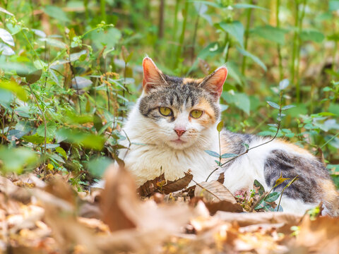草丛中的三花猫