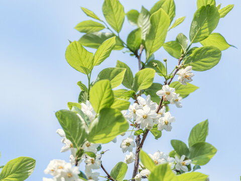 秤锤花