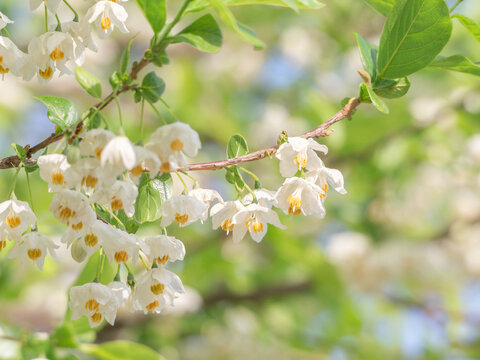 秤锤花