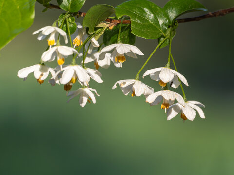 秤锤花