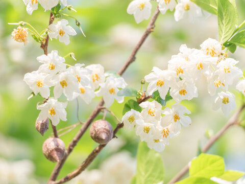 秤锤花