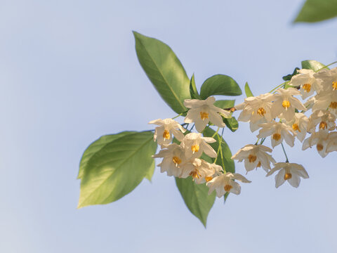 秤锤花