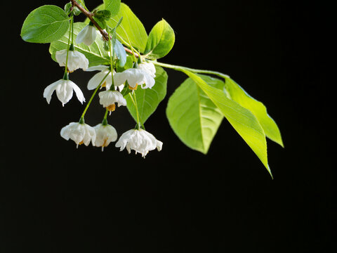 秤锤花