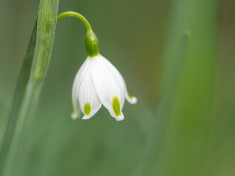 铃兰花
