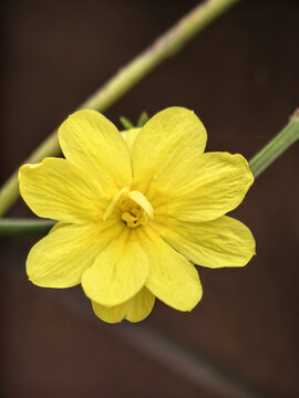 小黄花