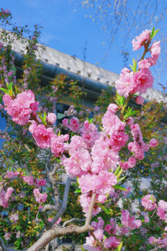 两枝桃花