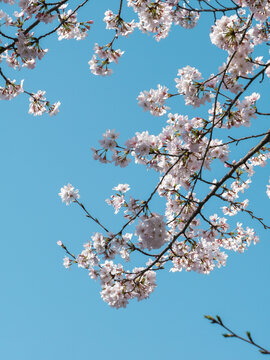樱花呀樱花