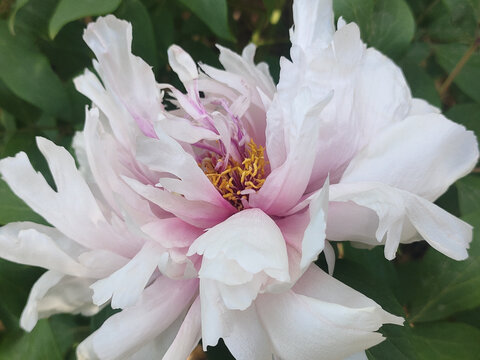 牡丹花