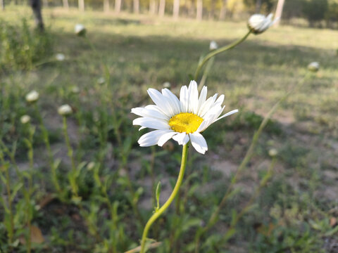 白晶菊