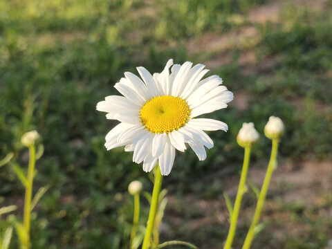 雏菊