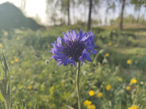 矢车菊
