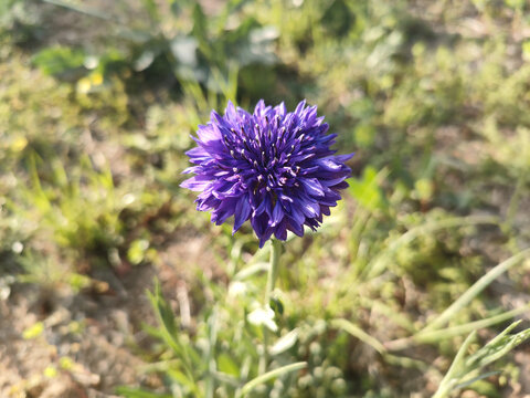 矢车菊