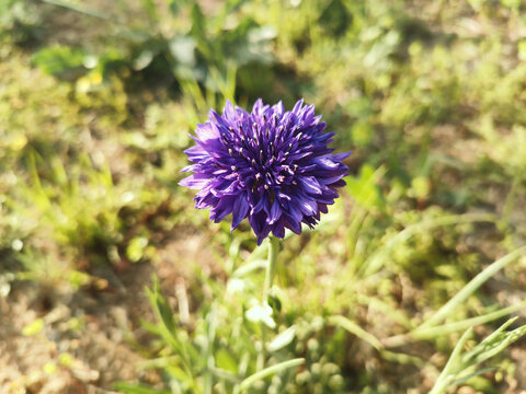 矢车菊