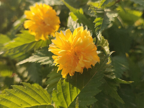 棣棠花