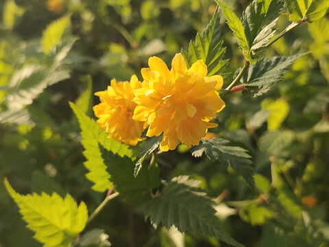 重瓣棣棠花