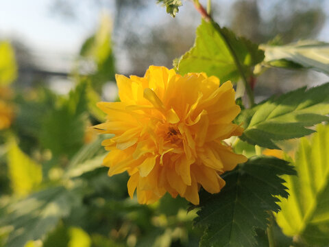 棣棠花