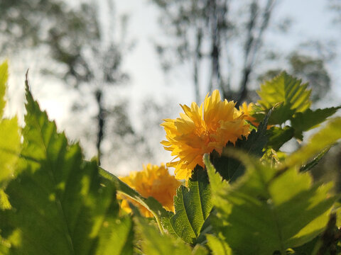 重瓣棣棠花