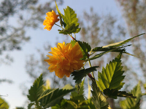 重瓣棣棠花