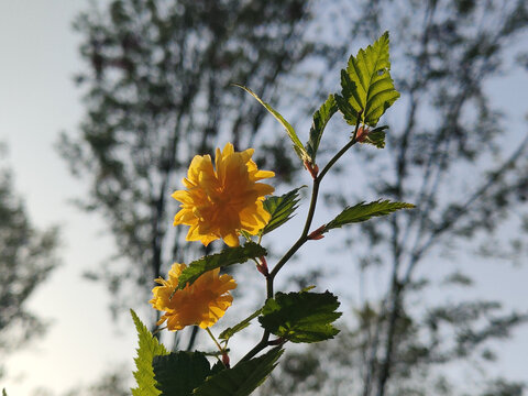 棣棠花