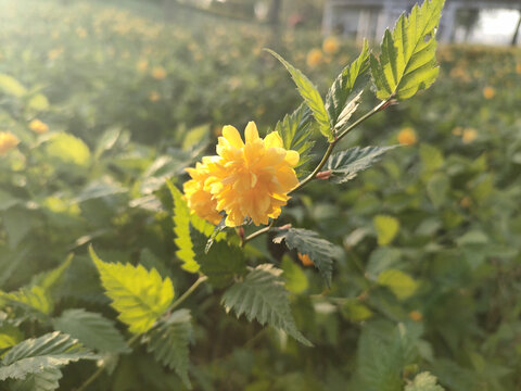 棣棠花