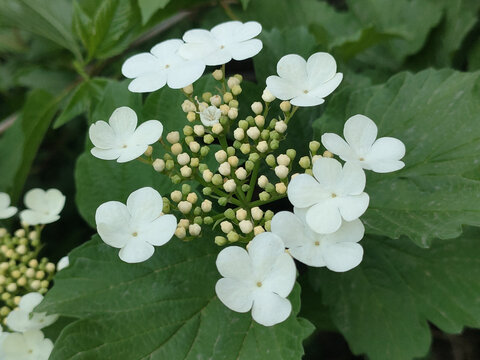 鸡树条