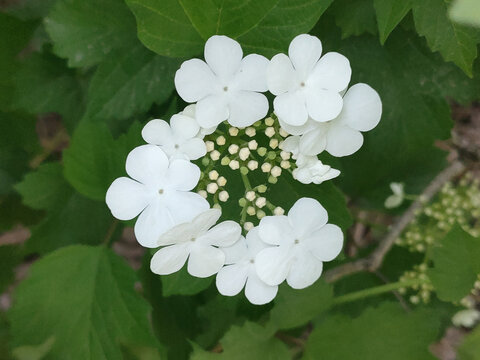 琼花