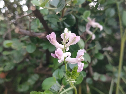 断肠草