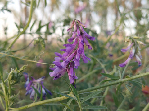 豌豆花