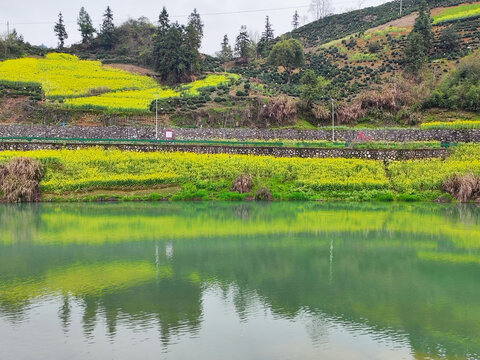 倒映在溪水中的油菜花田
