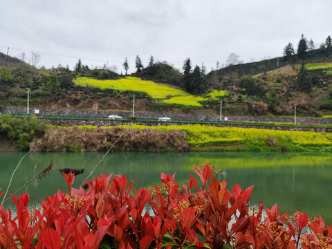 红叶绿水黄花