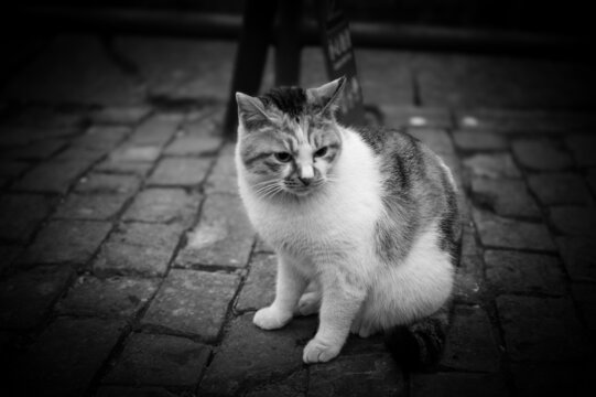 猫