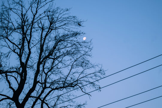 月上枝头