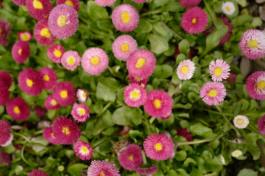 花花草草