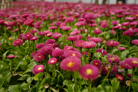 花花草草