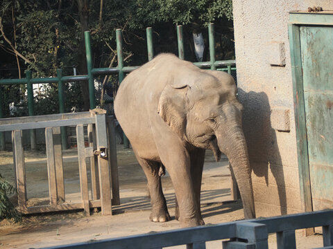 红山森林动物园大象