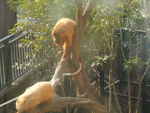 猴