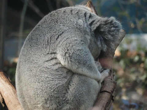 考拉