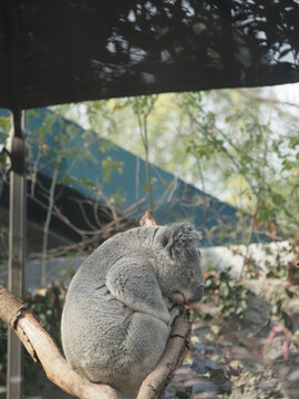 考拉