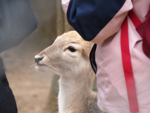 长生鹿苑
